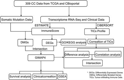 Integrated Bioinformatical Analysis Identifies GIMAP4 as an Immune-Related Prognostic Biomarker Associated With Remodeling in Cervical Cancer Tumor Microenvironment